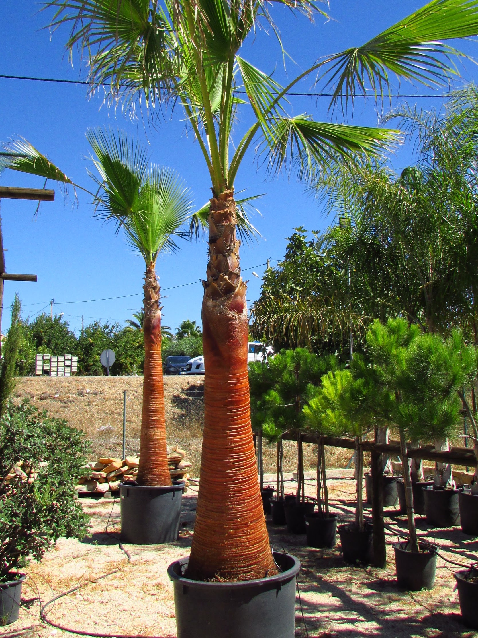 Mexican Fan Palm 2
